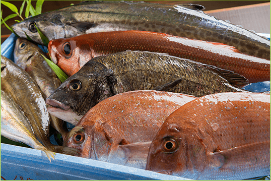 鮮魚集合